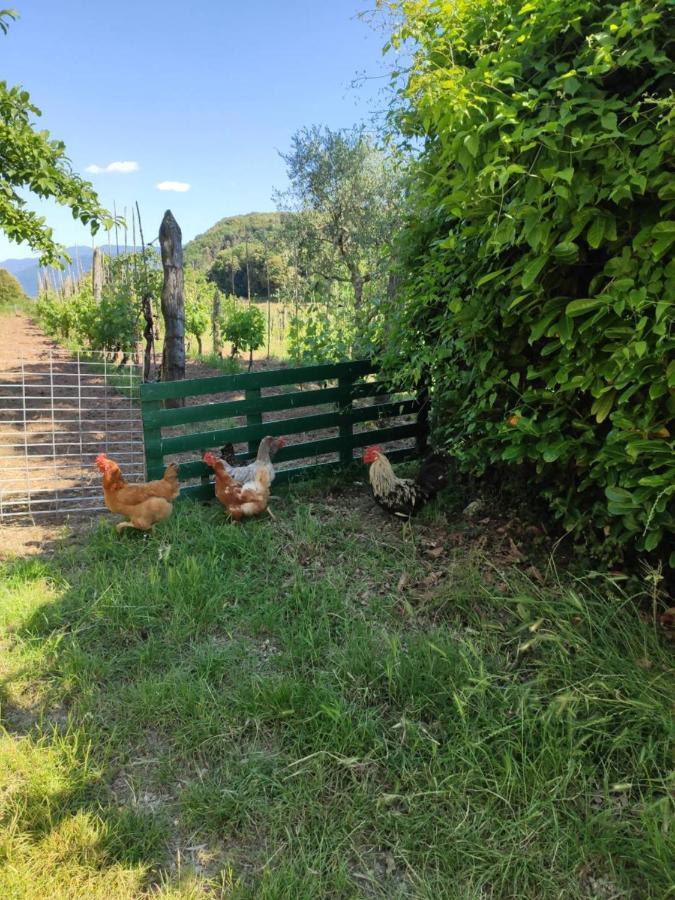 Cara House Tuscany - Zona Lucca Chiatri ภายนอก รูปภาพ